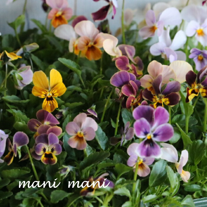 楽天市場】【超オススメ】ゲブラさんのビオラ「ゲブラミックス植え