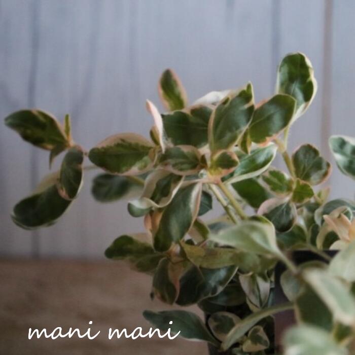 楽天市場】斑入り リシマキア トワイライト 2.5〜3号ポット苗 カラー