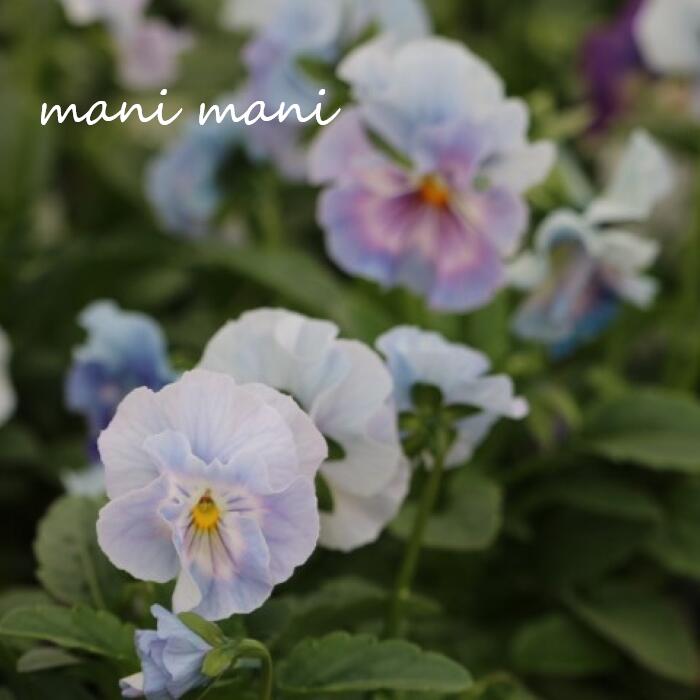 楽天市場】【予約販売】 ビオラ 歌劇☆スター 雪月花 9cmポット 花苗