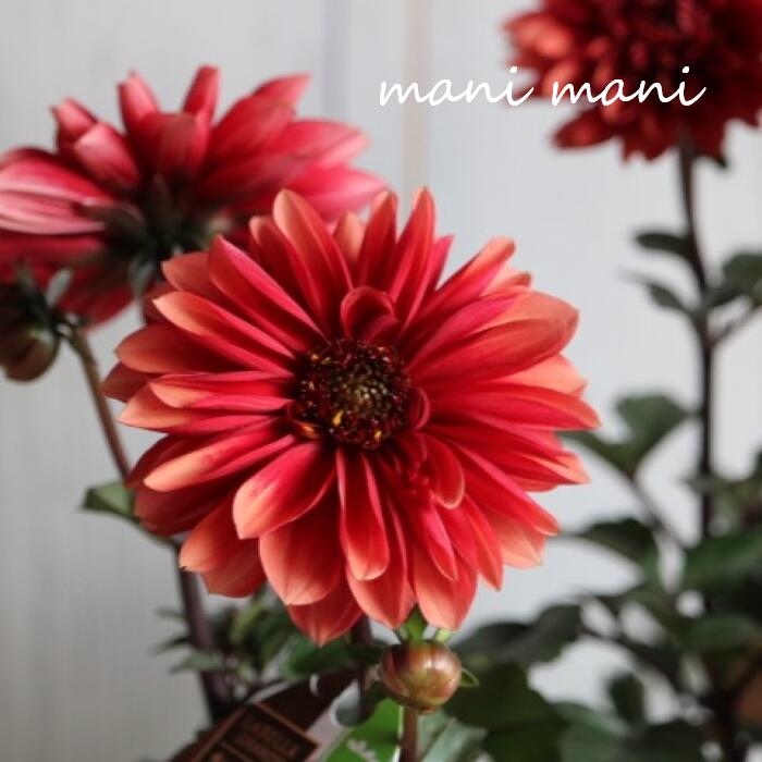 楽天市場】ダリア ラベラグランデ 「チョコレート アプリコット」4寸