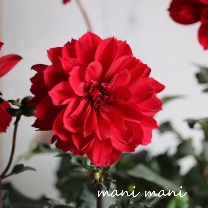 楽天市場】ダリア ラベラグランデ 「チョコレート アプリコット」4寸