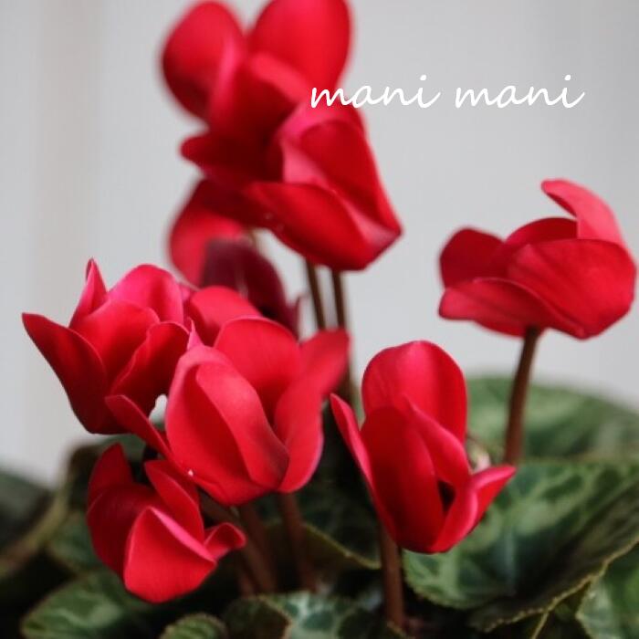 楽天市場】ガーデンシクラメン3色セット IN木製ミニプランター