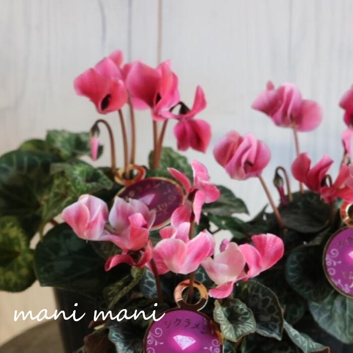 楽天市場】シクラメン☆フェアリーピコ・ダブル（5寸）ローズピンク