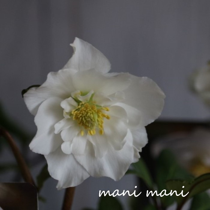 楽天市場】クリスマスローズ チベタヌス 花苗 原種クリスマスローズ