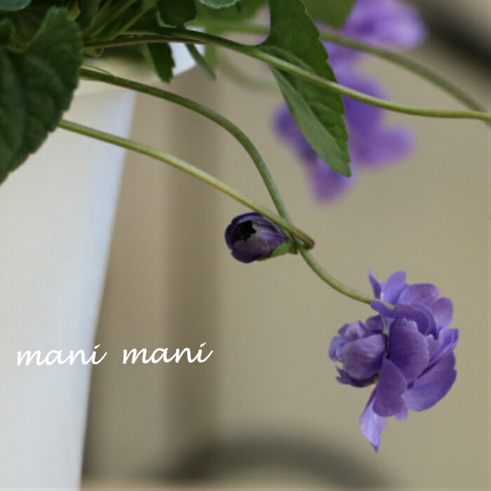 楽天市場】グレビレア「ドーンパープル」 5号 鉢底から約65～75cm