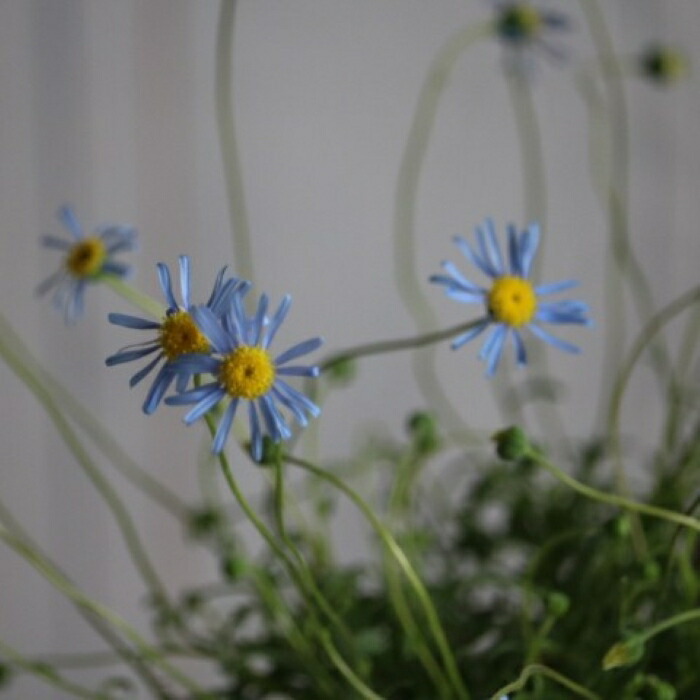 楽天市場】キングフィッシャーデージー 【予約品2月上中旬発送】 3号