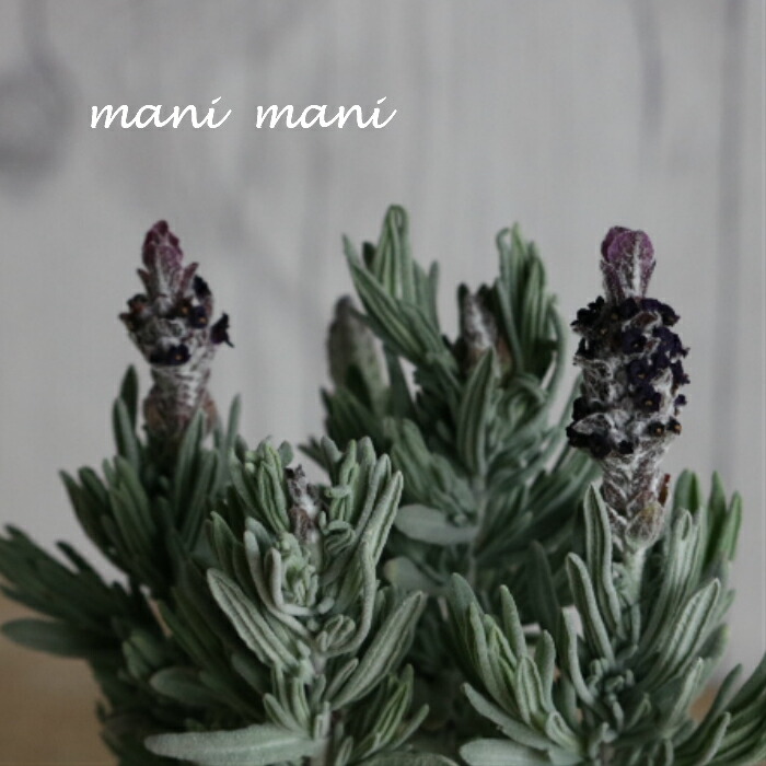 楽天市場】グレビレア「ドーンパープル」 5号 鉢底から約65～75cm