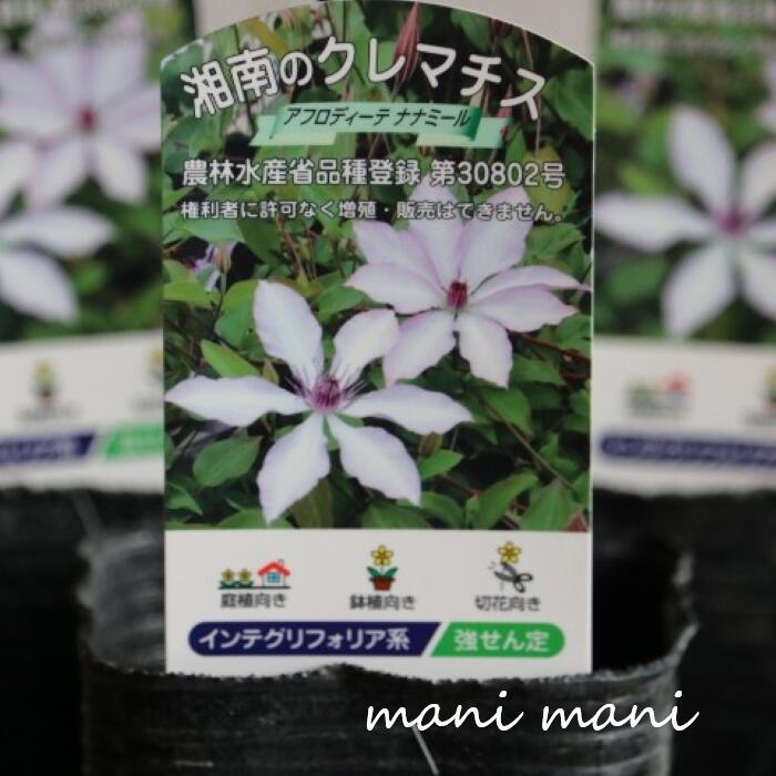 楽天市場】クレマチス かぐや 3.5号苗 耐寒性つる性宿根草 3年苗 系統