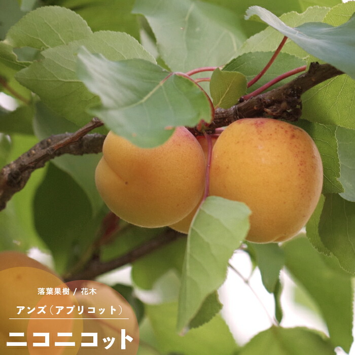 楽天市場】果樹苗 栗 苗木 大実天津甘栗 1年生接木苗 4.5号 (直径13.5