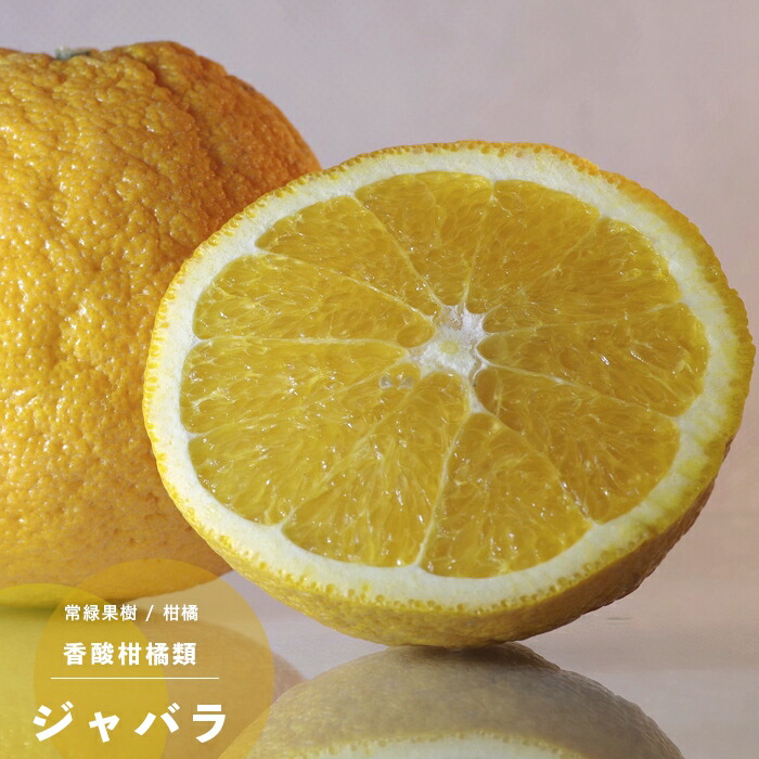 楽天市場 果樹苗 柑橘類 苗木 ジャバラ じゃばら 1年生 4 5号 13 5cm ポット苗 果樹苗木 常緑樹 かんきつ 香酸柑橘 あなたの街のお花屋さんイングの森