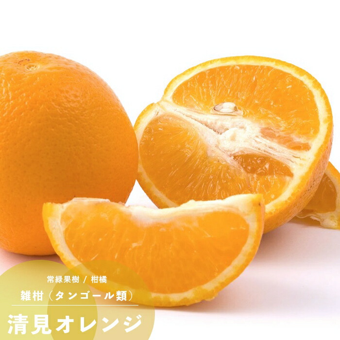 楽天市場 果樹苗 柑橘類 苗木 清見オレンジ 清見タンゴール 1年生接ぎ木 4 5号 直径13 5cm ポット苗 果樹苗木 常緑樹 雑柑 あなたの街のお花屋さんイングの森