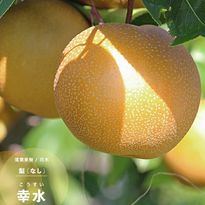 楽天市場】果樹苗 りんご 苗木 富士 (ふじ) 1年生 接ぎ木 4.5号(直径