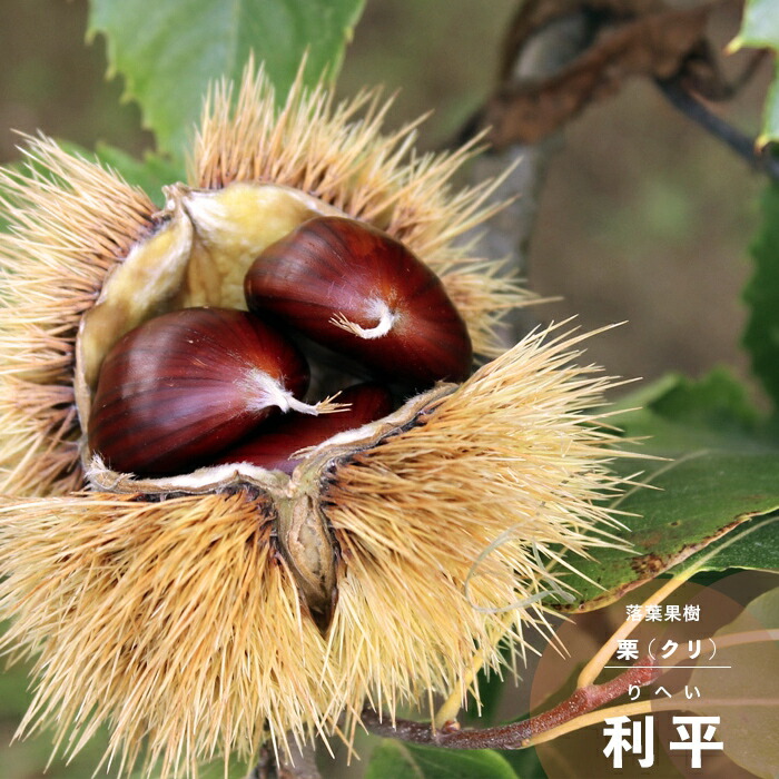 2022年発芽の栗の苗木6本/大粒/幼木/植木/庭木/盆栽用/盆栽/筑波/銀寄 2022年発芽の栗の苗木6本/大粒/幼木/植木/庭木/盆栽用/盆栽/筑波