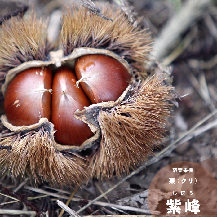 栗の木　天津甘栗　成木　果樹 健康的な苗木 栗の苗木 天津甘栗 【果樹の苗木 4号／1個売り】｜ 【植物の