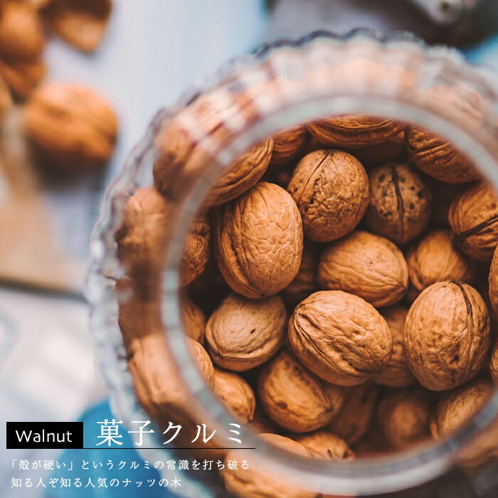 楽天市場】果樹苗 くるみ 苗木 菓子クルミ しなの 1年生 4.5号(13.5cm