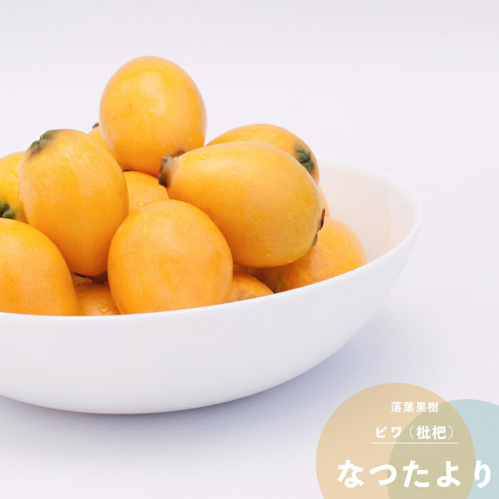 楽天市場】果樹苗 りんご 苗木 富士 (ふじ) 1年生 接ぎ木 4.5号(直径