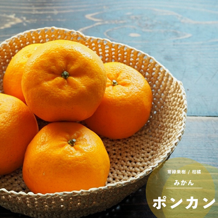 楽天市場】果樹苗 柑橘 オレンジ 苗木 ブラッドオレンジ 1年生挿木苗