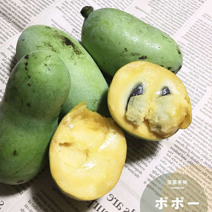 楽天市場】果樹苗 くるみ 苗木 菓子クルミ しなの 1年生 4.5号(13.5cm