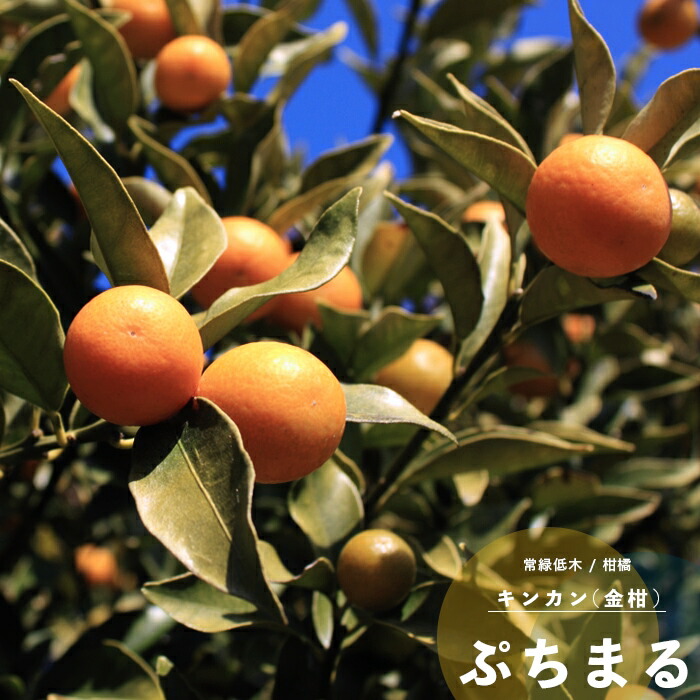 果樹苗 柑橘類 苗木 送料0円 金柑 きんかん キンカン ぷちまる Pvp 常緑樹 直径13 5cm 果樹苗木 接ぎ木 1年生 プチマル 4 5号 ポット苗