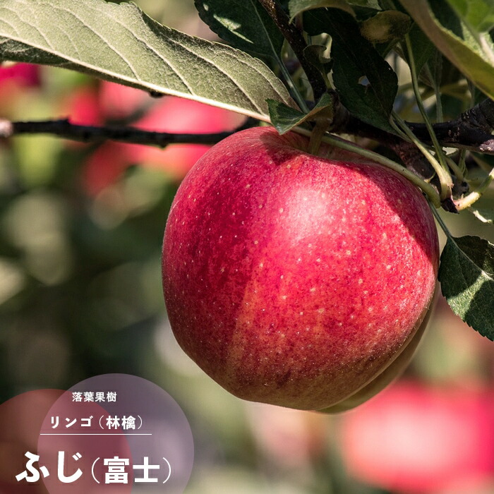 楽天市場】一杯実を付けてお届けします 果樹苗 リンゴ ( りんご