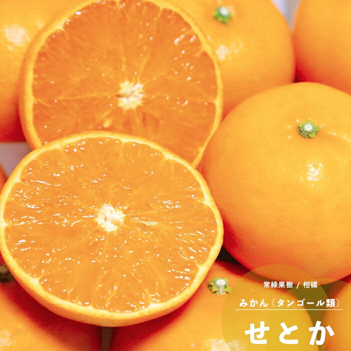 楽天市場】果樹苗 りんご 苗木 富士 (ふじ) 1年生 接ぎ木 4.5号(直径