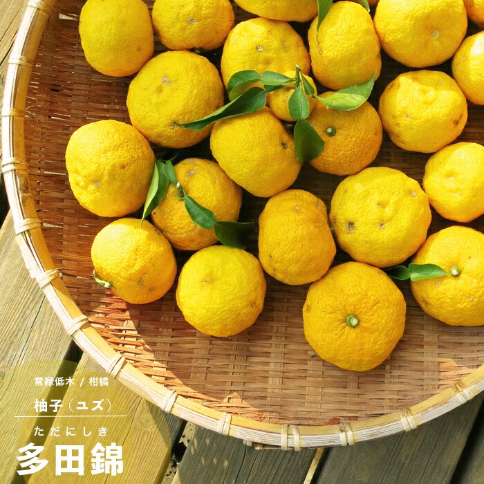 楽天市場】果樹苗 りんご 苗木 富士 (ふじ) 1年生 接ぎ木 4.5号(直径