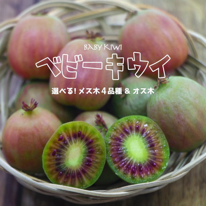 楽天市場】【ファントム】1年生接木苗サルナシ※納期指定：発送予定