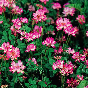 楽天市場】れんげ（レンゲ）草の種 10kg（業務用約1000坪分） ＊送料