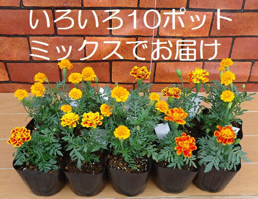 花壇苗の定番!マリーゴールドが10ポットで888円いっぱい植え
