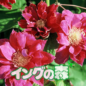 楽天市場 クレマチス レッド スター4 5号サイズ2年生ポット苗 あなたの街のお花屋さんイングの森