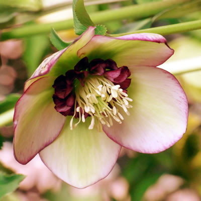 人気の小輪あんず小鞠（こまり）✨dd✨ミヨシ♥クリスマスローズ✨かわいい 楽天市場】ミヨシのクリスマスローズ あんず小鞠(アンズコマリ) 3号苗