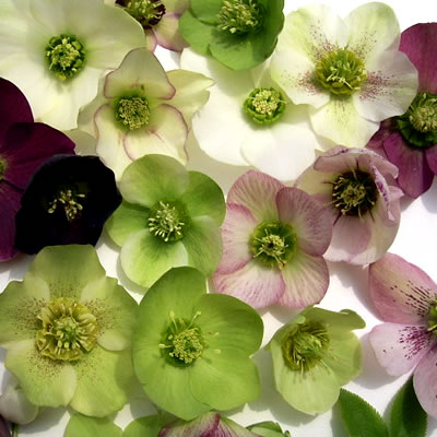 ジャスミン 楽天市場】常緑低木 大輪 ジャスミン ホワイトプリンセス1株