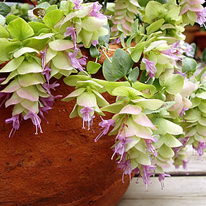 楽天市場】宿根草 選べる香りのゼラニューム10通りの香りをお楽しみ