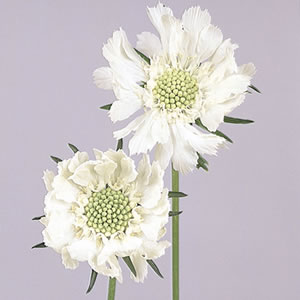 楽天市場 スカビオサ ファーマホワイト 1株 宿根草 切り花 寄せ植え イングリッシュガーデンに あなたの街のお花屋さんイングの森