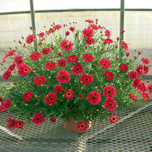 楽天市場 マーガレット モリンバ ヘリオウォーターメロン 9ｃｍポット苗 咲く時期 環境により花色が変わります きみのボタニカルオアシス