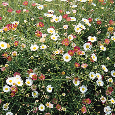 楽天市場 宿根草 エリゲロン カルビンスキアヌス スターローン １株 あなたの街のお花屋さんイングの森