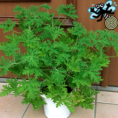 ♥宿根草♥育てやすく人気のハーブ♥オレガノケントビューティー♥ポットごと発送 ♥宿根草♥育てやすく人気のハーブ♥オレガノケントビューティー