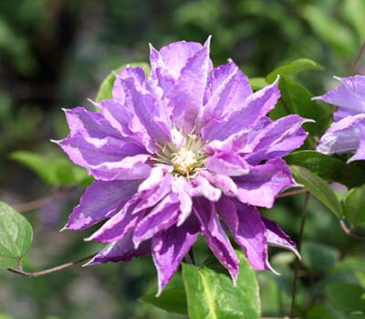 楽天市場 クレマチス鳳凰４ ５号サイズポット苗 あなたの街のお花屋さんイングの森