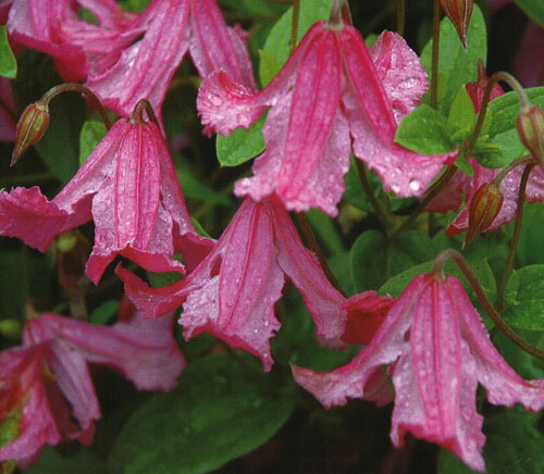 楽天市場 クレマチス 生育2年生以上株ヘザー ハーシェル 13 5ｃｍロングポット あなたの街のお花屋さんイングの森