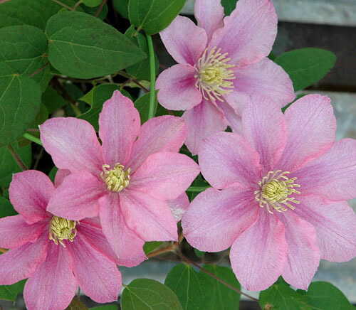 楽天市場】クレマチス フルディーン4．5号サイズ2年生ポット苗