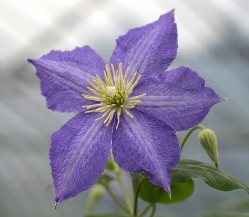 楽天市場 クレマチス シルビ４ ５号サイズ2年生ポット苗 あなたの街のお花屋さんイングの森
