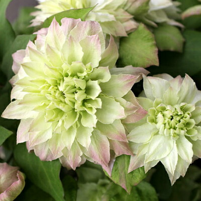 楽天市場】クレマチス フルディーン4．5号サイズ2年生ポット苗