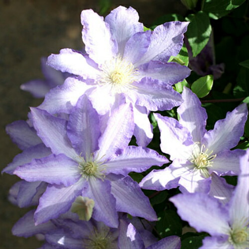 楽天市場 クレマチス 天塩 テシオ 紫系八重咲き 3 5号苗 C7 千草園芸