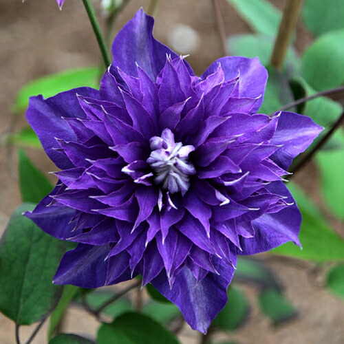 楽天市場】クレマチス 流星（りゅうせい）栽培セット4.5号サイズ2年生