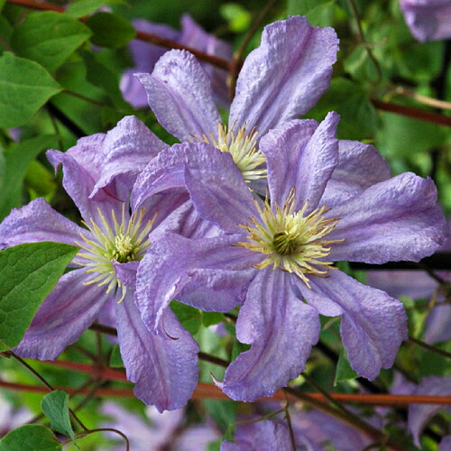 楽天市場】クレマチス フルディーン4．5号サイズ2年生ポット苗