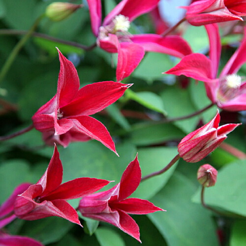 楽天市場】クレマチス3色植え （組み合わせはおまかせ）6号鉢 3