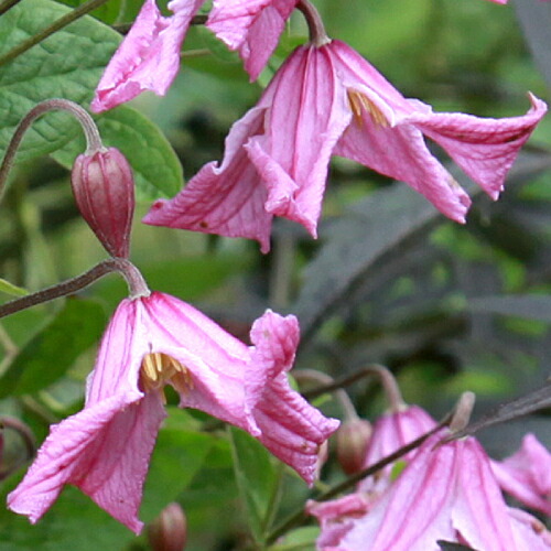 楽天市場】原種クレマチス モアフィールディー （実生） : 日本花卉