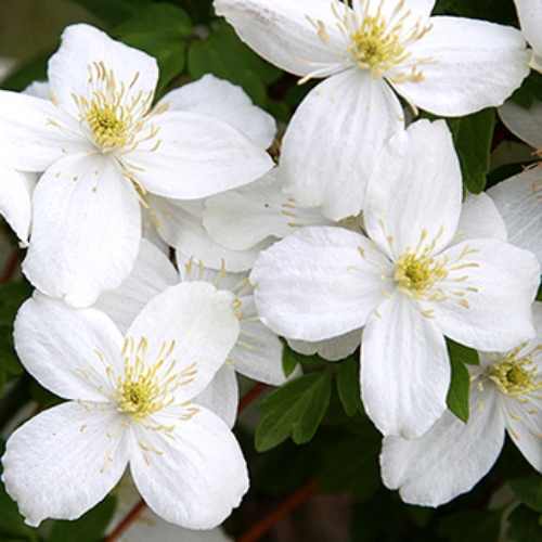 楽天市場】クレマチス フルディーン4．5号サイズ2年生ポット苗