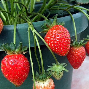 楽天市場】イチゴ(いちご) 宝交早生(ホウコウワセ) ポット苗1個 いちご