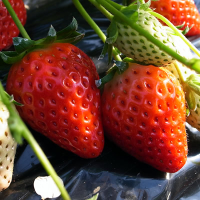 楽天市場】イチゴ(いちご) 宝交早生(ホウコウワセ) ポット苗1個 いちご